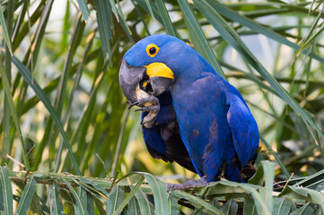 Hyacinth Macaw (Anodorhynchus hyacinthinus) eating nuts, Pantanal, Mato Grosso, Brazil