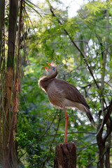 Red-legged Seriema (Cariama cristata) perched on a branch, Iguazu National Park, Parana State,