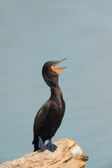 Neotropical Cormorant (Phalacrocorax brasilianus), Pantanal, Mato Grosso, Brazil