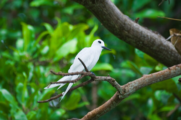Common White-tern or Fairy Tern (Gygis alba), Fernando de Noronha, Brazil.Gygis blanche (Gygis alba), Fernando de Noronha, Brésil.Feenseeschwalbe (Gygis alba), Fernando de Noronha, Brasilien.