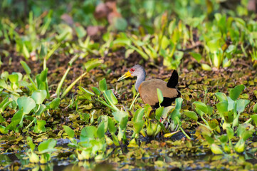 Grey-necked Wood-Rail (Aramides cajaneus), Pantanal, Mato Grosso, Brazil