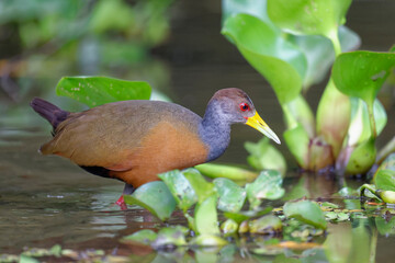 Stalking Grey-necked Wood Rail (Aramides cajaneus), Pantanal, Mato Grosso, Brazil