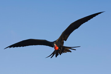 Magnificent Frigatebird (Fregata magnificens), Fernando de Noronha, Brazil.