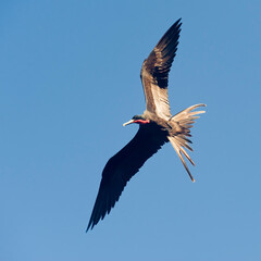 Magnificent Frigatebird (Fregata magnificens), Fernando de Noronha, Brazil.
