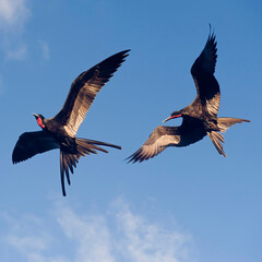 Magnificent Frigatebird (Fregata magnificens), Fernando de Noronha, Brazil.