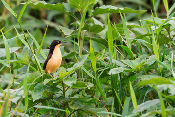 Black-capped Donacobius (Donacobius atricapilla), Pantanal, Mato Grosso, Brazil