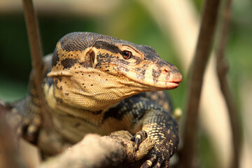 The Asian water monitor (Varanus salvator) is a large varanid lizard native to South and Southeast Asia.