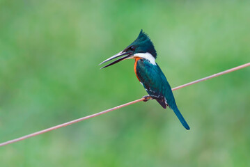 Green Kingfisher (Chloroceryle Americana), Pantanal, Mato Grosso, Brazil