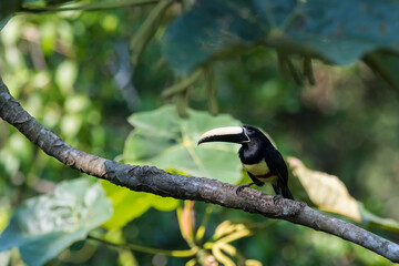 Black-necked Aracari (Pteroglossus aracari), Amazon, Brazil