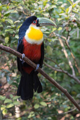 Fototapeta premium Red-breasted Toucan (Ramphastos dicolorus) on tree, Pantanal, Mato grosso, Brazil