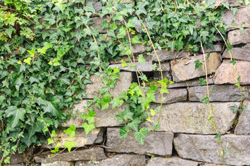 Green ivy growing on a rustic stone wall
