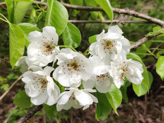 Fototapeta premium Blooms Pear