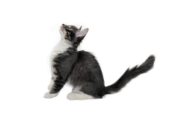 Portrait of a gray kitten Isolated on a white background