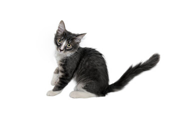 Portrait of a gray kitten Isolated on a white background