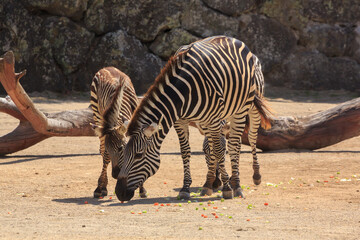 Fototapeta na wymiar A female zebra and her foal eating together at a zoo