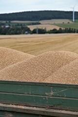 straw bales in a field