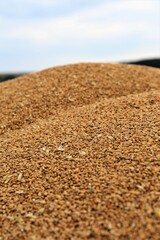sand in the desert
