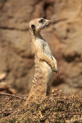 A meerkat (a small mongoose found in Southern Africa) standing on its hind paws for a better view