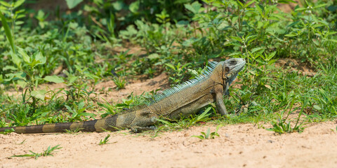 Green Iguana (Iguana iguana), Pantanal, Brazil
