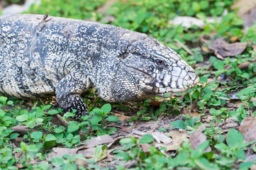Black and White Tegu, Tupinambis merianae), Pantanal, Brazil
