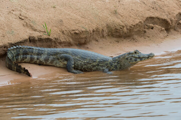 Yacare caiman (Caiman yacare) resting on a riverbank, Cuiaba river, Pantanal, Brazil