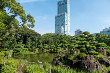 純日本庭園のアオサギと超高層ビルあべのハルカス