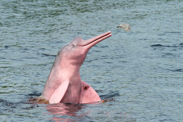 Hunting Amazon River Dolphin or Pink Amazon Dolphin (Inia geoffrensis), Rio Negro, Manaus, Amazon...