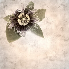 textured old paper background with passion flower