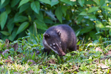 Coati (Nasua or Nasuella), Iguazu National Park, Parana State, Brazil