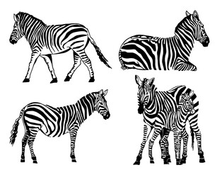 Fototapeta na wymiar Vector set of zebras isolated on white, graphical elements