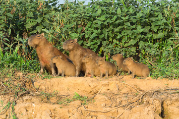 Capybara family (Hydrochaeris hydrochaeris) on a river bank, Cuiaba River, Pantanal, Mato Grosso, Brazil