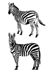 Vector set of zebras isolated on white, graphical elements