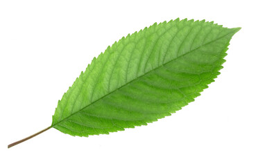 Fototapeta premium Cherry leaves isolated on white background.