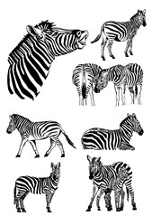 Vector set of zebras isolated on white, graphical elements