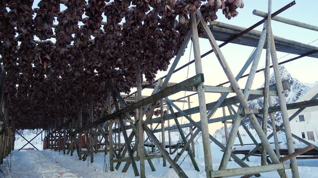 Drying stockfish cod