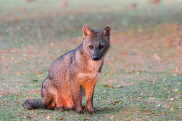 Crab-eating Fox (Cerdocyon thous), Pantanal, Mato Grosso, Brazil