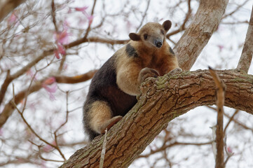 Southern tamandua or collared anteater or lesser anteater (Tamandua tetradactyla) climbing on a tree, Pantanal, Mato Grosso, Brazil