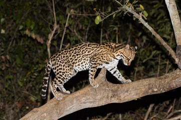 Ocelot (Leopardus pardalis) at night, Pantanal, Mato Grosso, Brazil