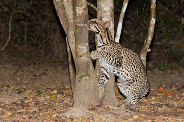 Ocelot (Leopardus pardalis) at night, Pantanal, Mato Grosso, Brazil