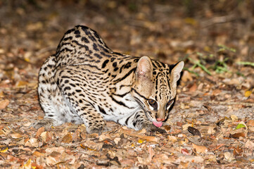 Ocelot (Leopardus pardalis) at night, Pantanal, Mato Grosso, Brazil