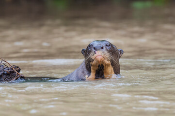 Fototapeta premium Giant River Otter (Pteronura brasiliensis), Pantanal, Mato Grosso, Brazil