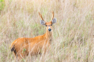 Naklejka na ściany i meble Marsh Deer, (Blastocerus dichotomus), Pantanal, Mato Grosso, Brazil