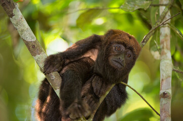 Southern Brown Howler Monkey (Alouatta guariba clamitans), Caratinga, Minas Gerais, Brazil