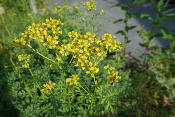 Weinraute ein Gewürz,gelb