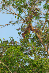 Female black howler monkey (Alouatta caraya), Pantanal, Mato Grosso, Brazil