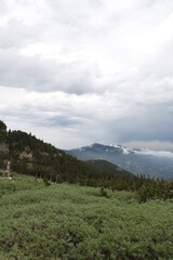 Mount Goliath Natural Area, Mount Evans Colorado