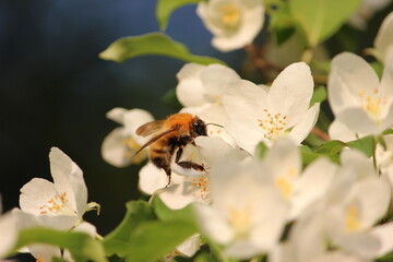 the bee collects nectar