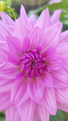 Obraz premium Close up of pink purple dahlia flower