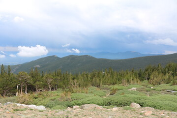 Mount Goliath Natural Area, Mount Evans Colorado