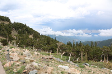 Fototapeta na wymiar Mount Goliath Natural Area, Mount Evans Colorado